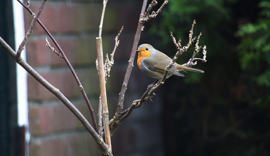 Tuin winterklaar maken tips