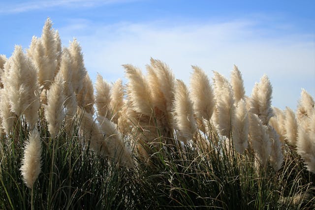 siergrassen